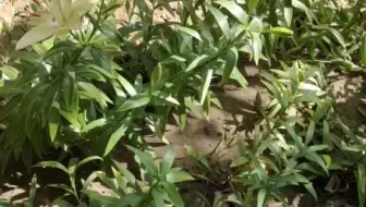 剪掉这样东西 可以让百合延长一倍花期 哔哩哔哩 Bilibili