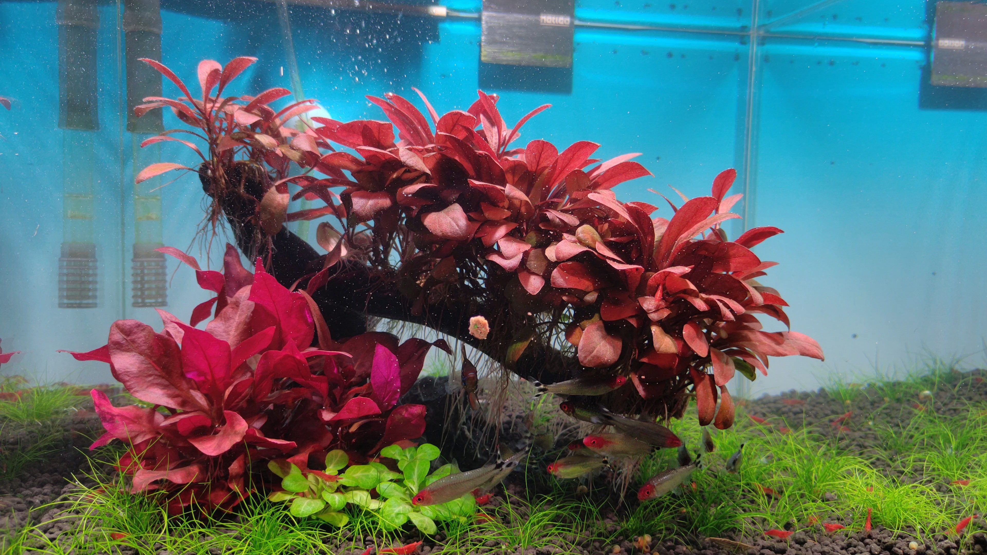 荷兰景拆了做了这个红树造景