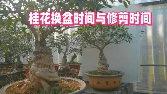 Video herunterladen: 桂花换盆与修剪时间