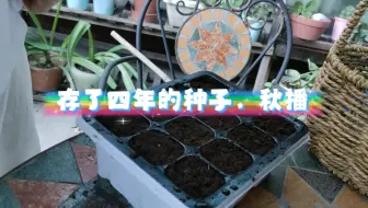 阳台种花 育苗盒移栽 自己配土定植虎眼万年青 哔哩哔哩 Bilibili