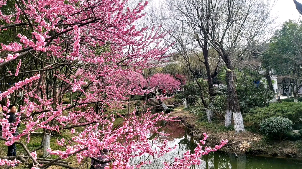 常州红梅公园的梅花图片