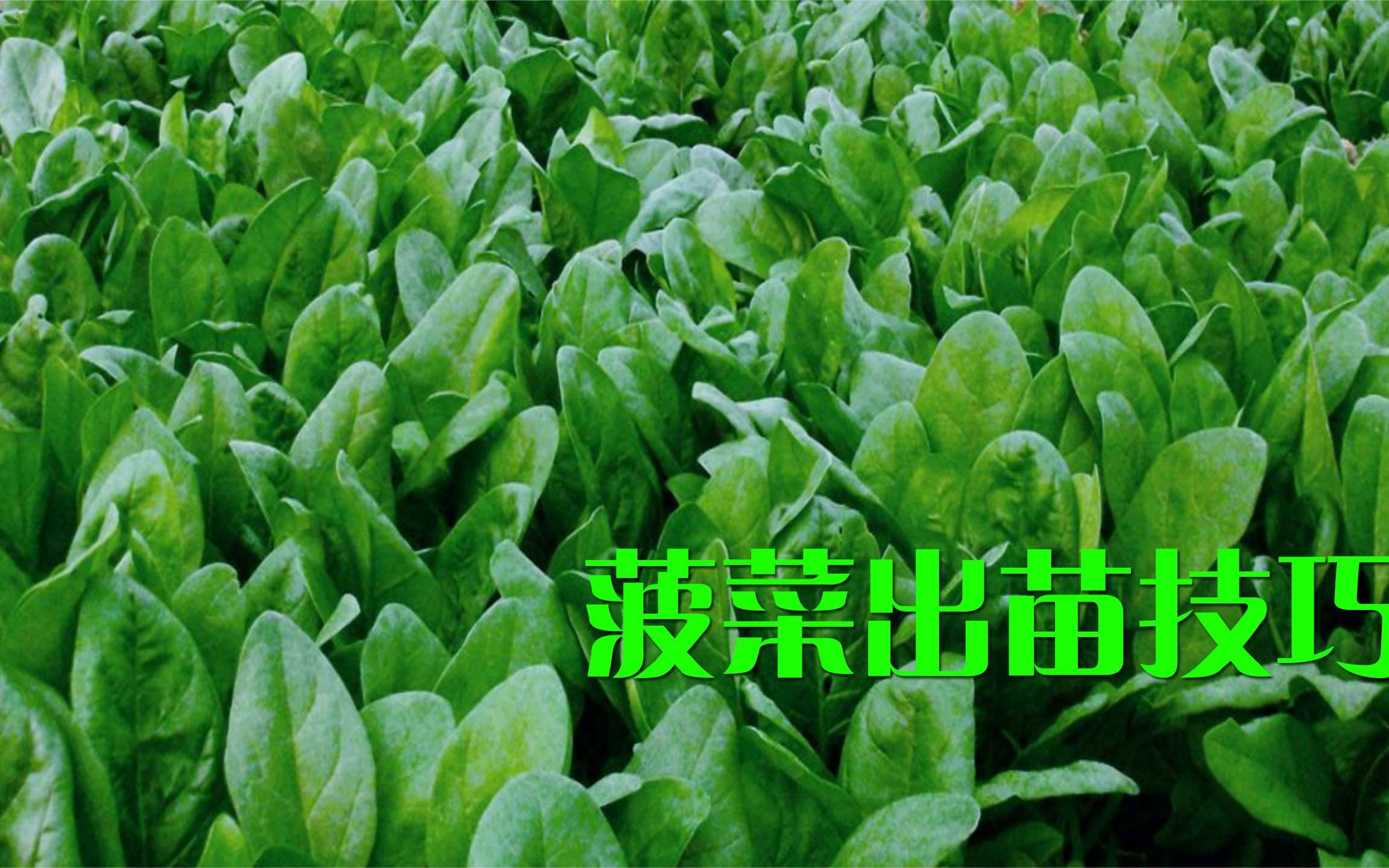 菠菜出苗小技巧掌握好这3点发芽整齐长苗快菠菜嫩绿还高产