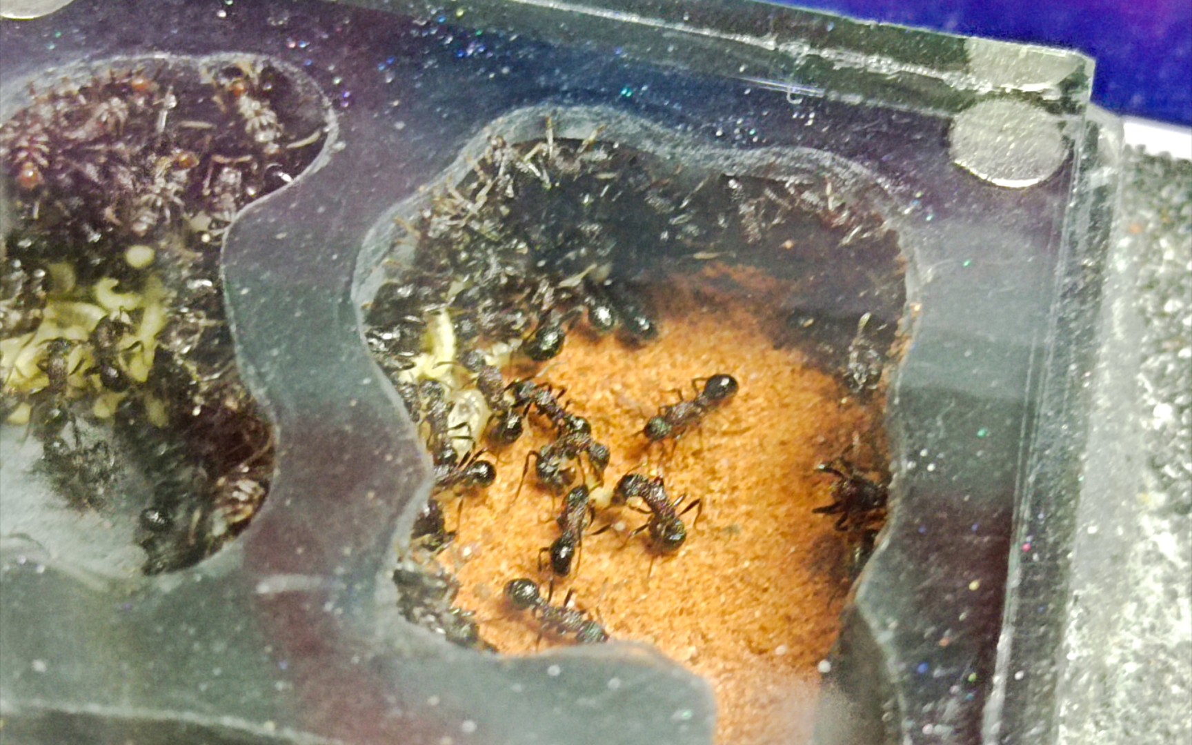 双色曲颊猛蚁喂食视频