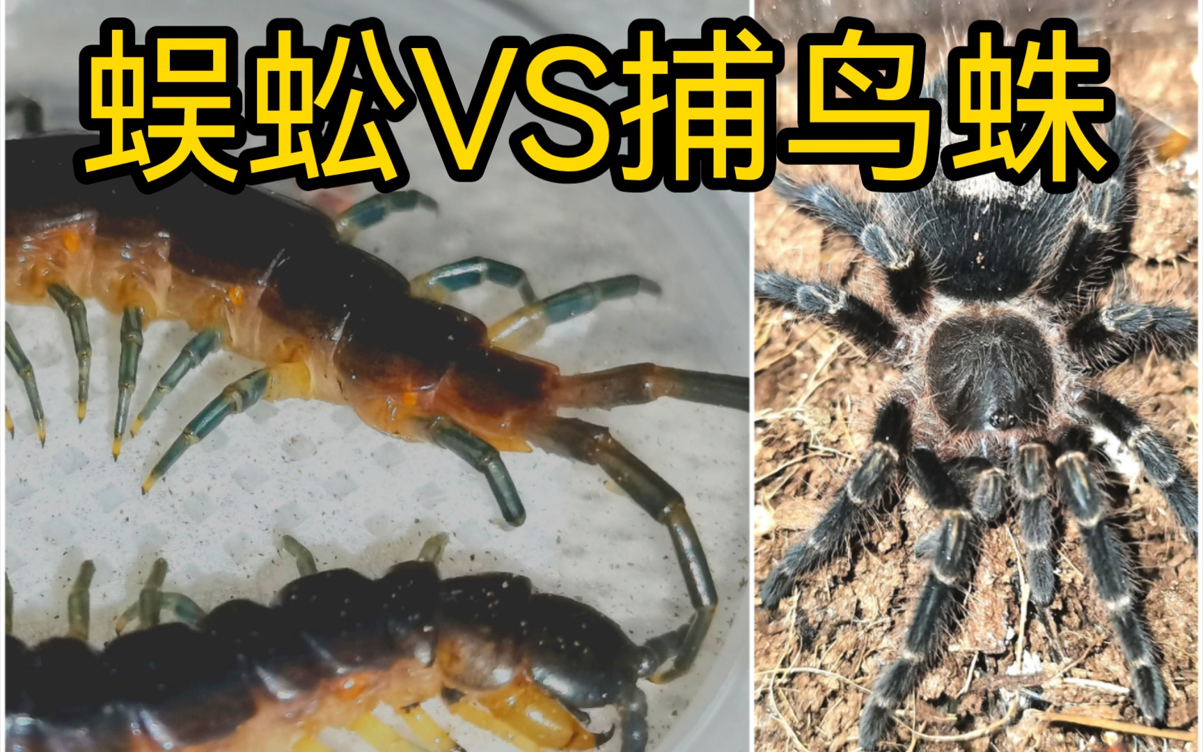 捕鸟蛛蜘蛛vs巨人蜈蚣图片