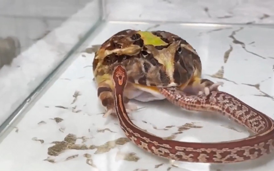 角蛙大战蛇,这货真凶残!