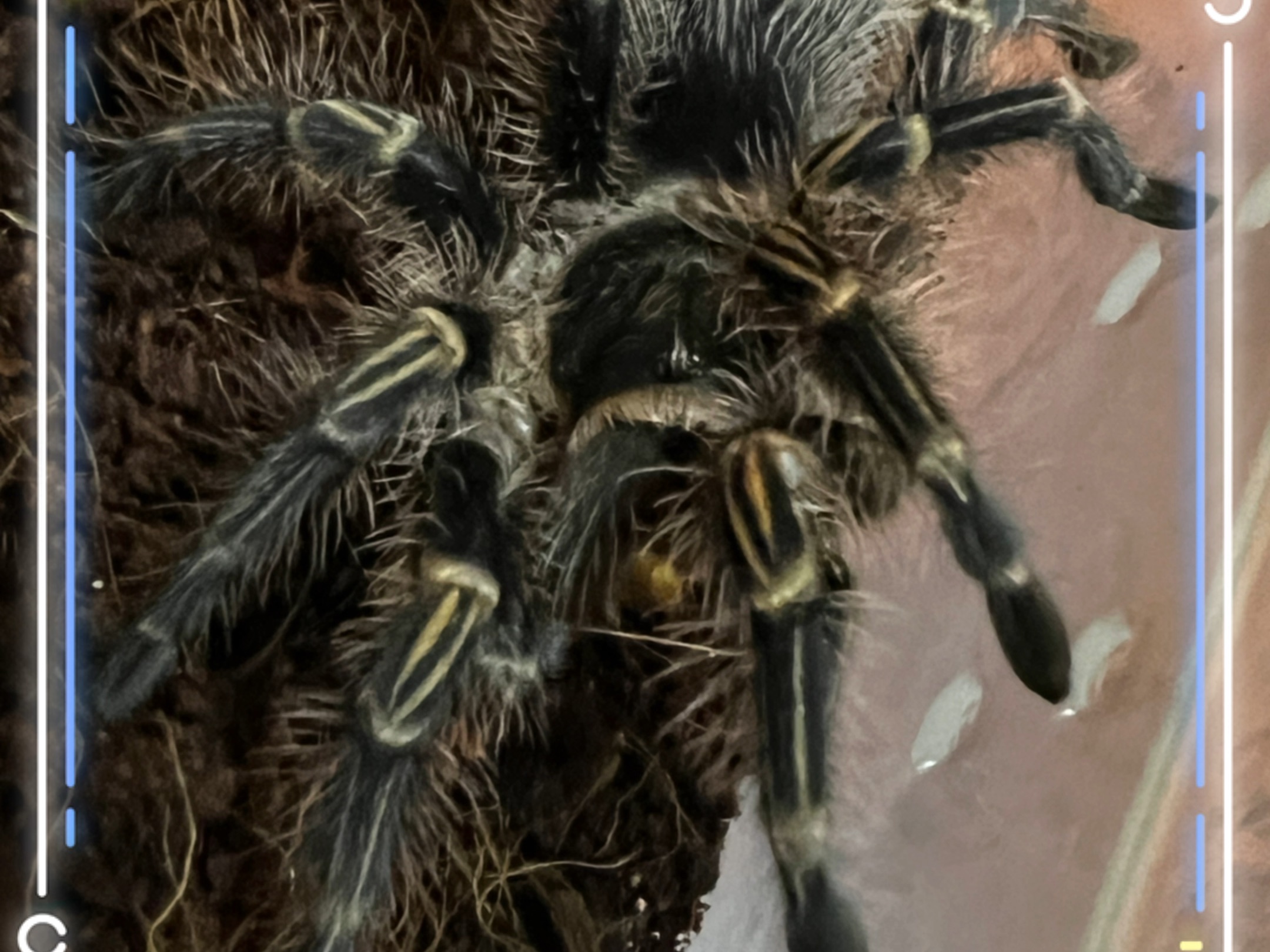 金直间捕食面包虫