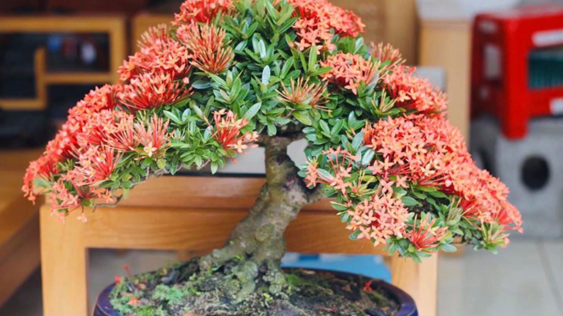 美丽的越南盆景作品三