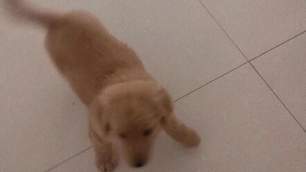 金毛 小蛋黄 论新手麻麻如何消耗狗子体力 哔哩哔哩 Bilibili