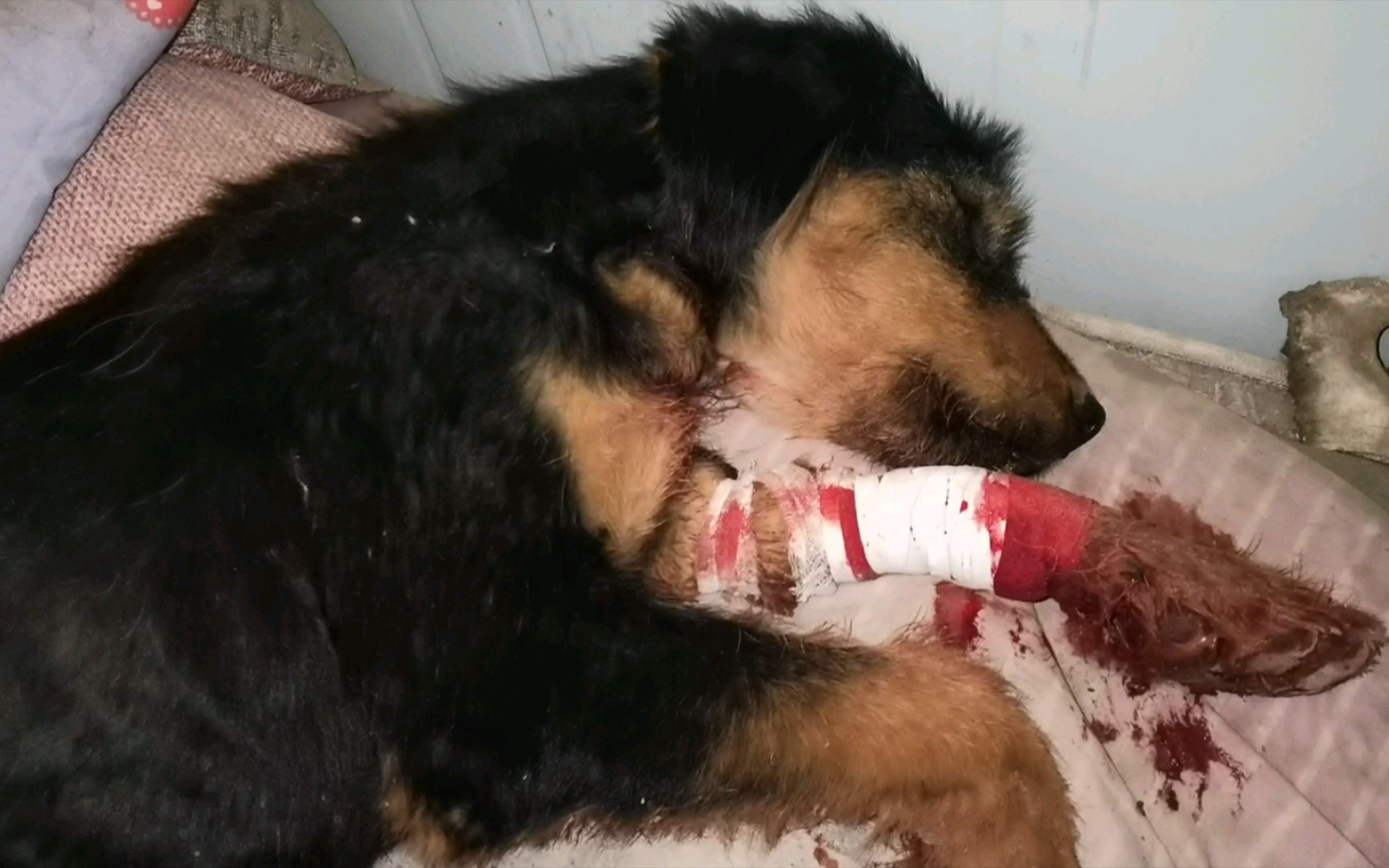 狗子不知道咋弄的腿又伤了,到处是血,幸好发现的及时