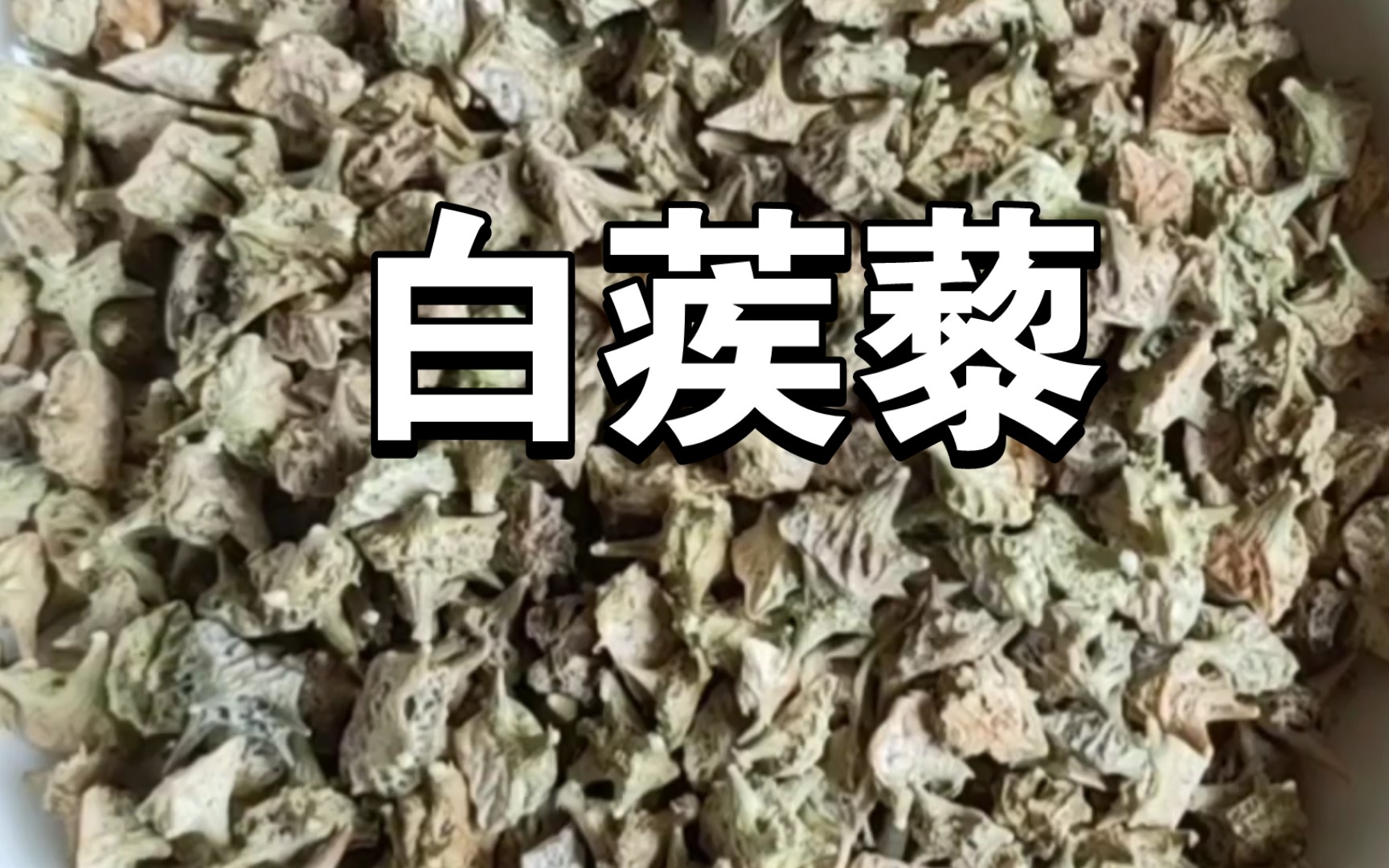 中药饮片辩识平肝熄风药之白蒺藜哔哩哔哩bilibili