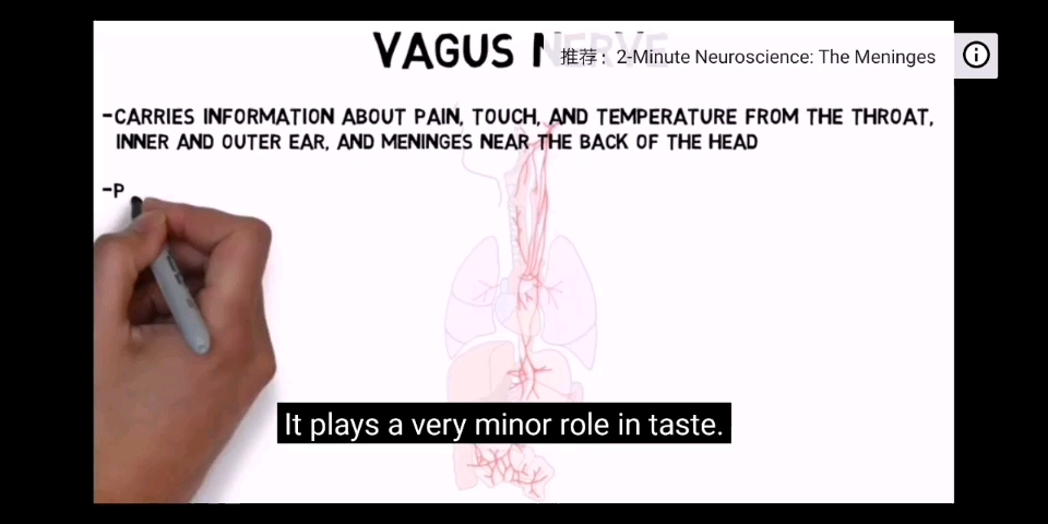 [图]vagus nerve