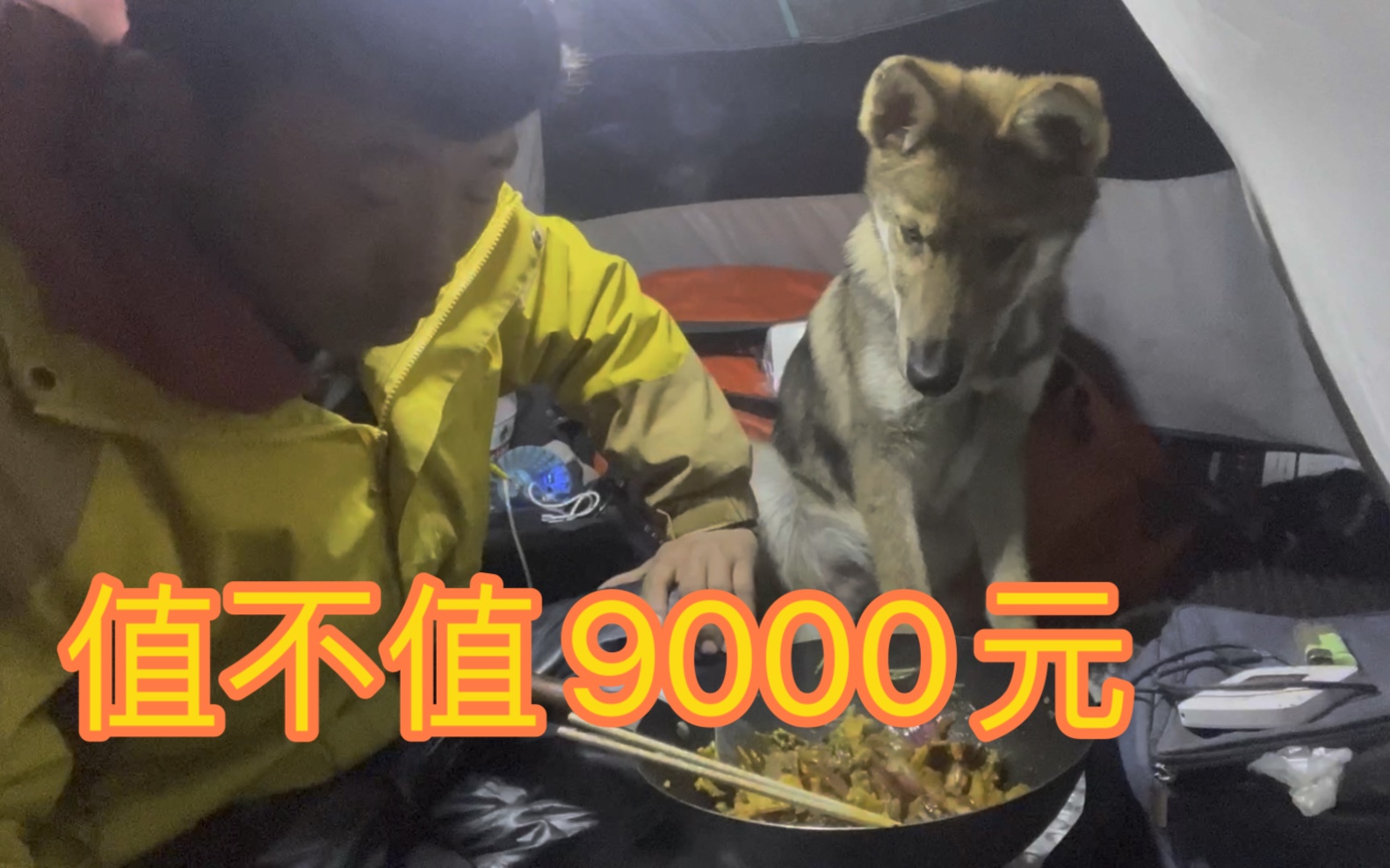 带着9000元捷克狼犬去东北漠河,网友都说是几百元的土狗哔哩哔哩bilibili