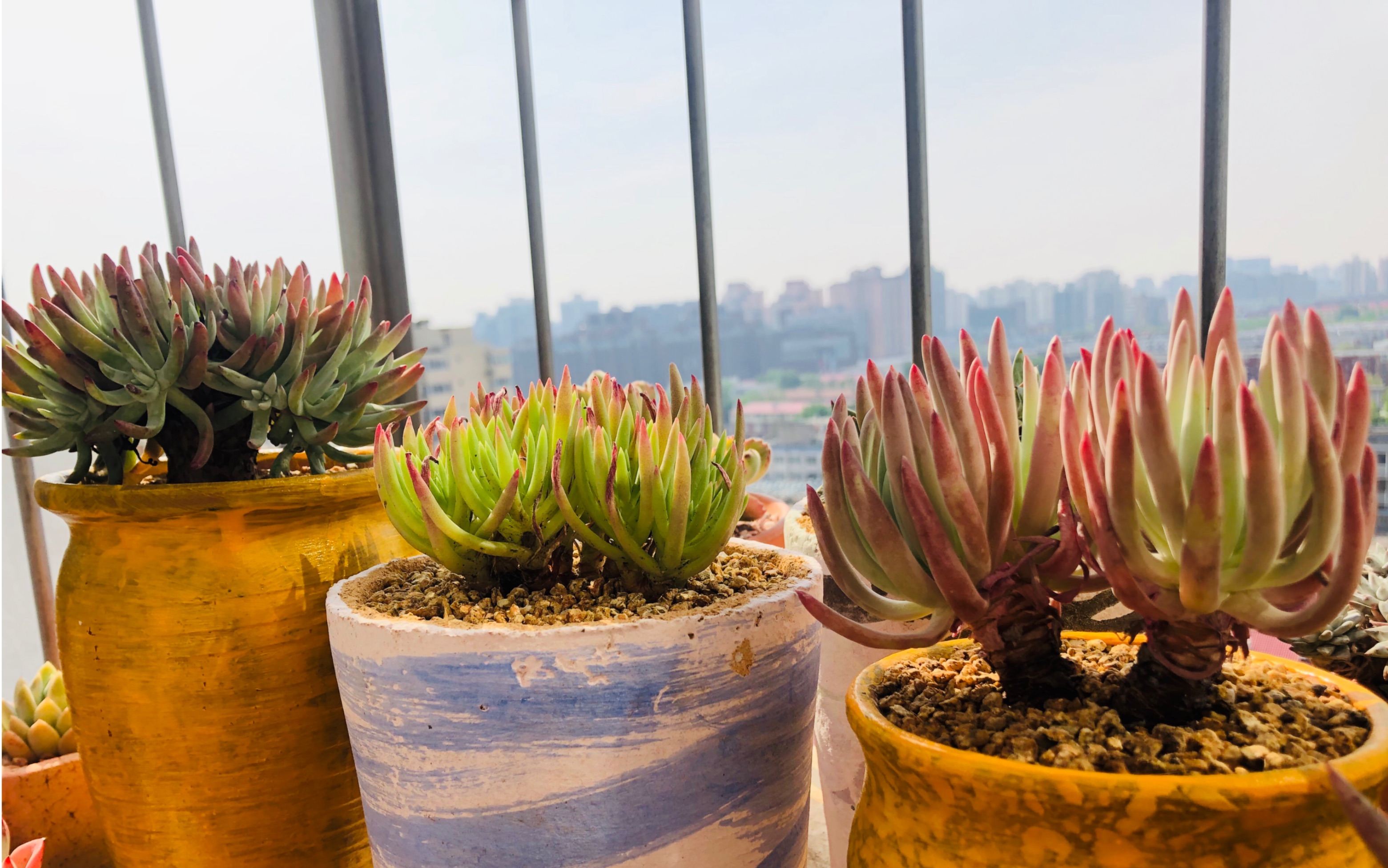 多肉仙女杯大集合 维斯辛达 维金斯 苹果叶 爱杜丽丝 白菊