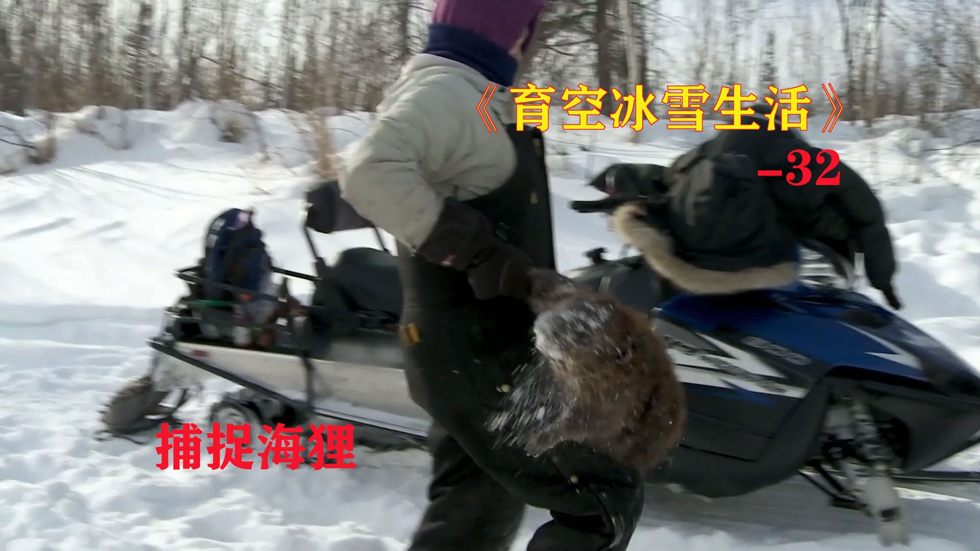 育空冰雪生活32:捕鱼器收获惨淡,诱捕海狸