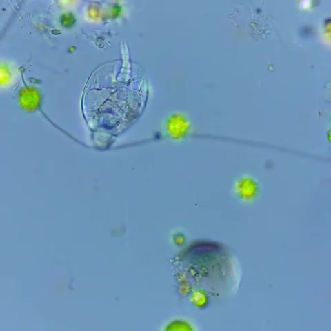 一滴水一世界（微观世界）