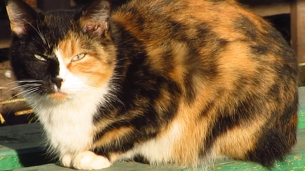 calicocatislyingonabenchwithablackkittendb1tkqhin6y