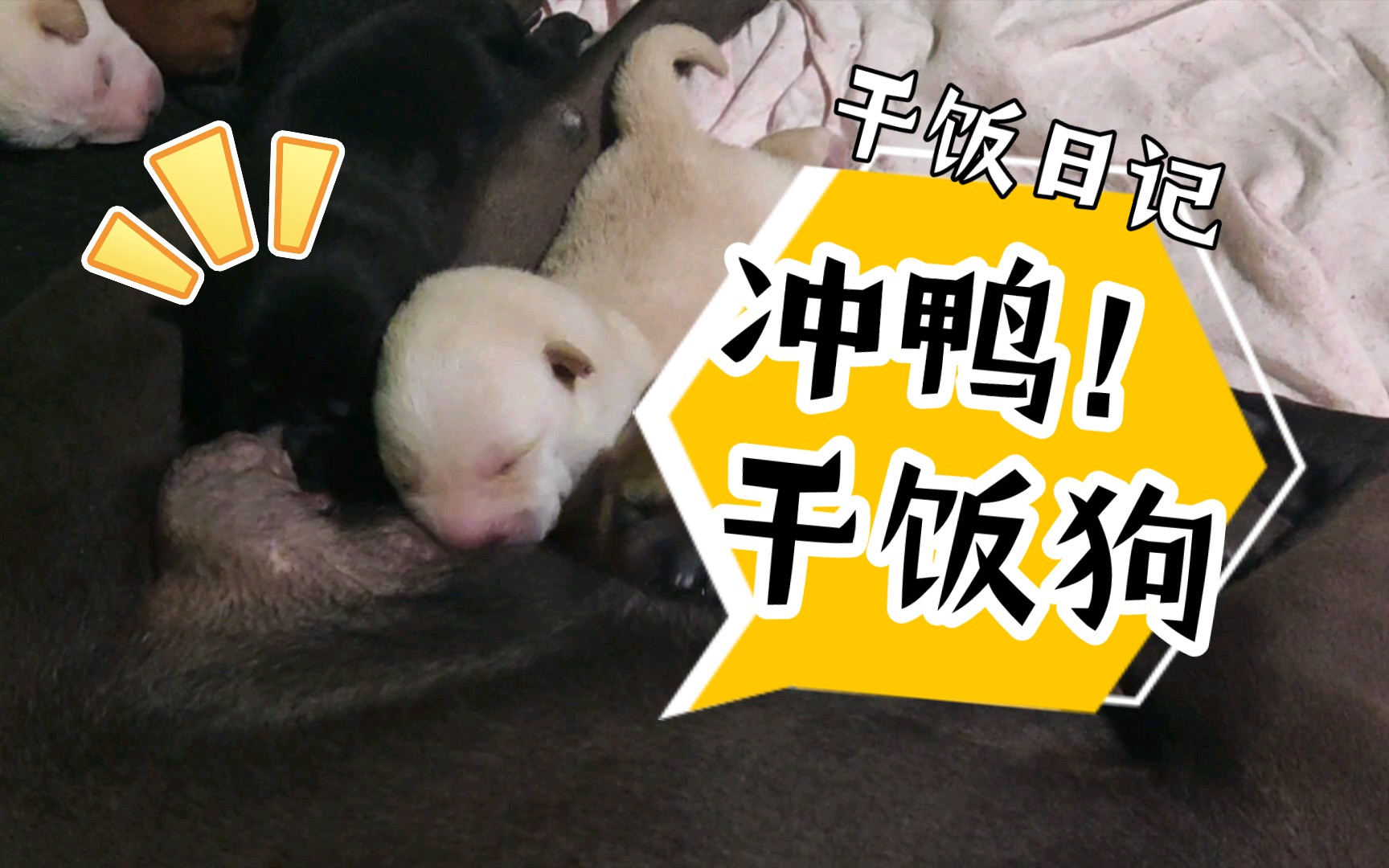 冲鸭!干饭狗