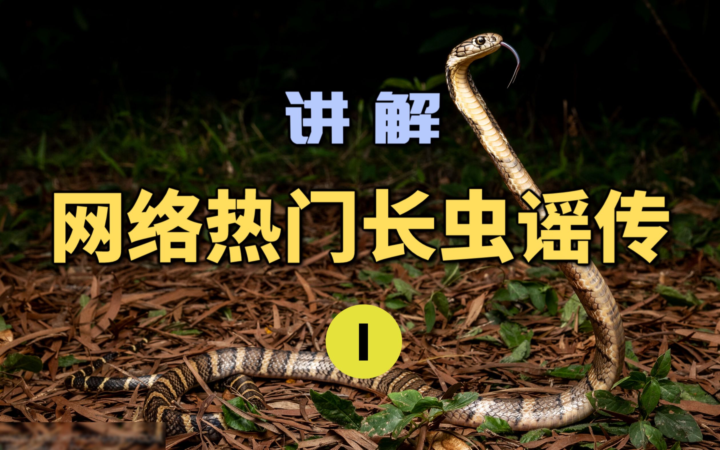 网络热传长虫谣言(1)小蛇比大蛇更危险?这种说法正确吗?雄黄真的可以驱蛇吗?哔哩哔哩bilibili