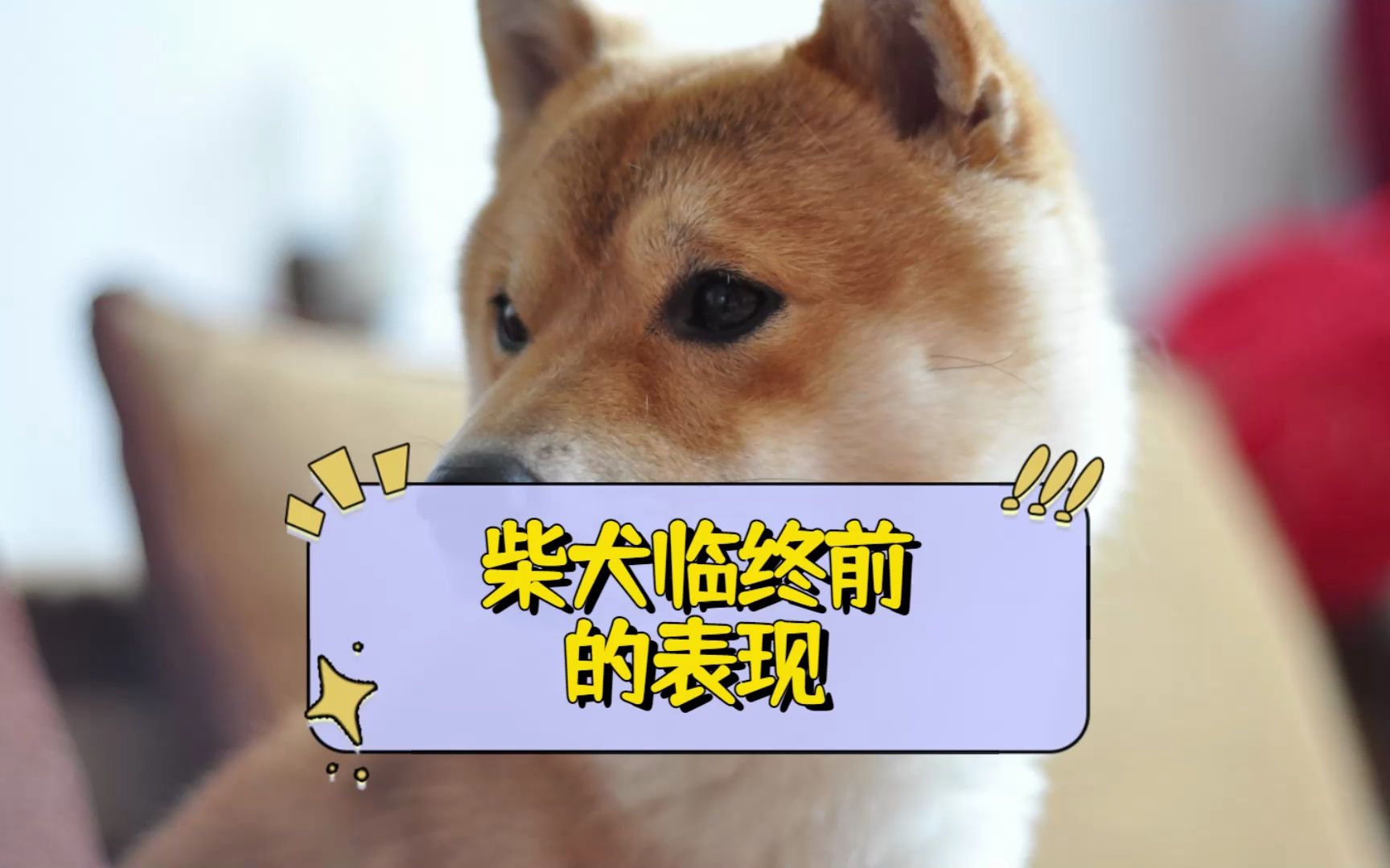 柴犬临终前的表现?看到第一个就泪目了!哔哩哔哩bilibili