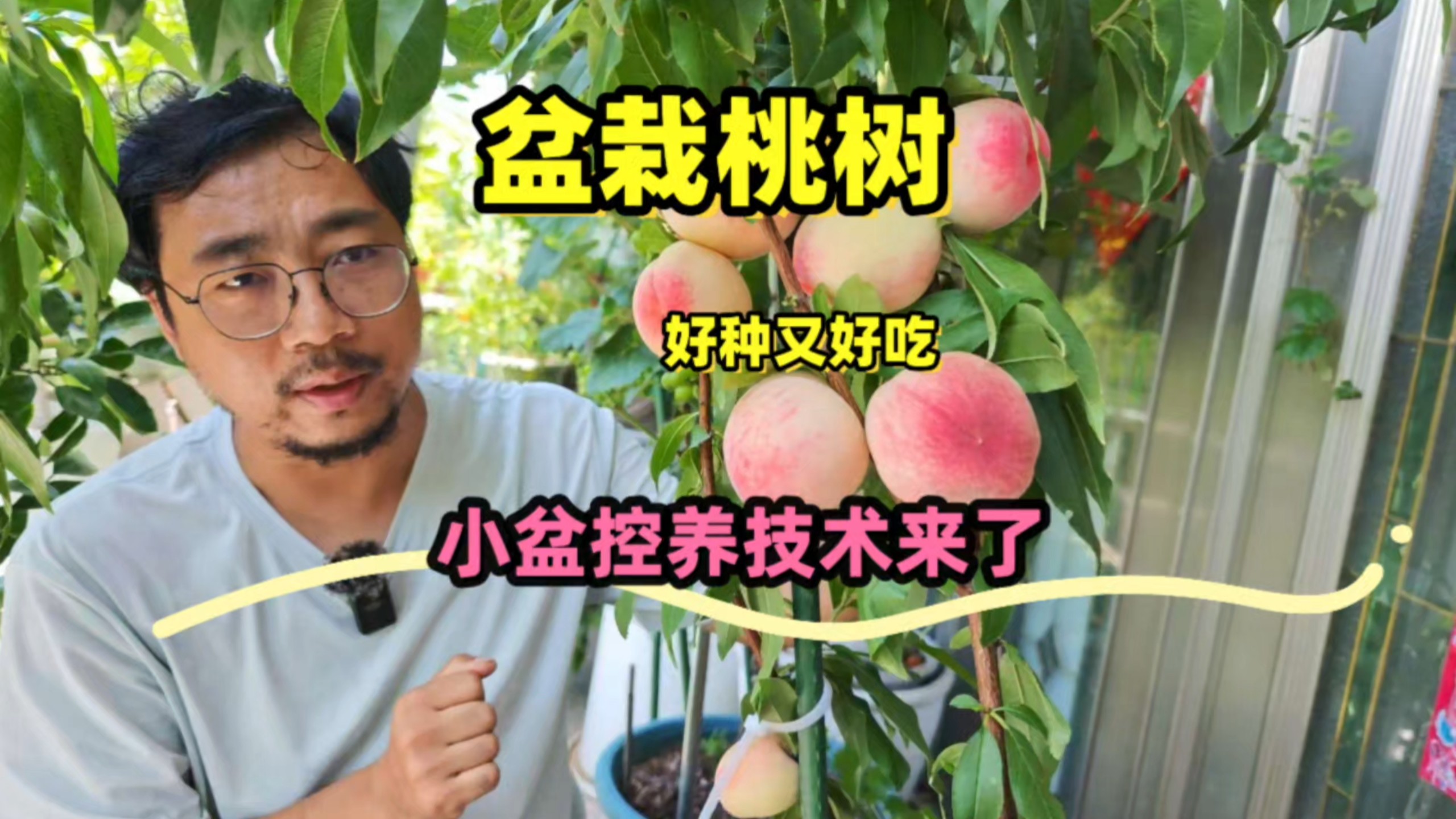 盆栽水蜜桃小盆也能种，控养、水肥、多结果的技术来了