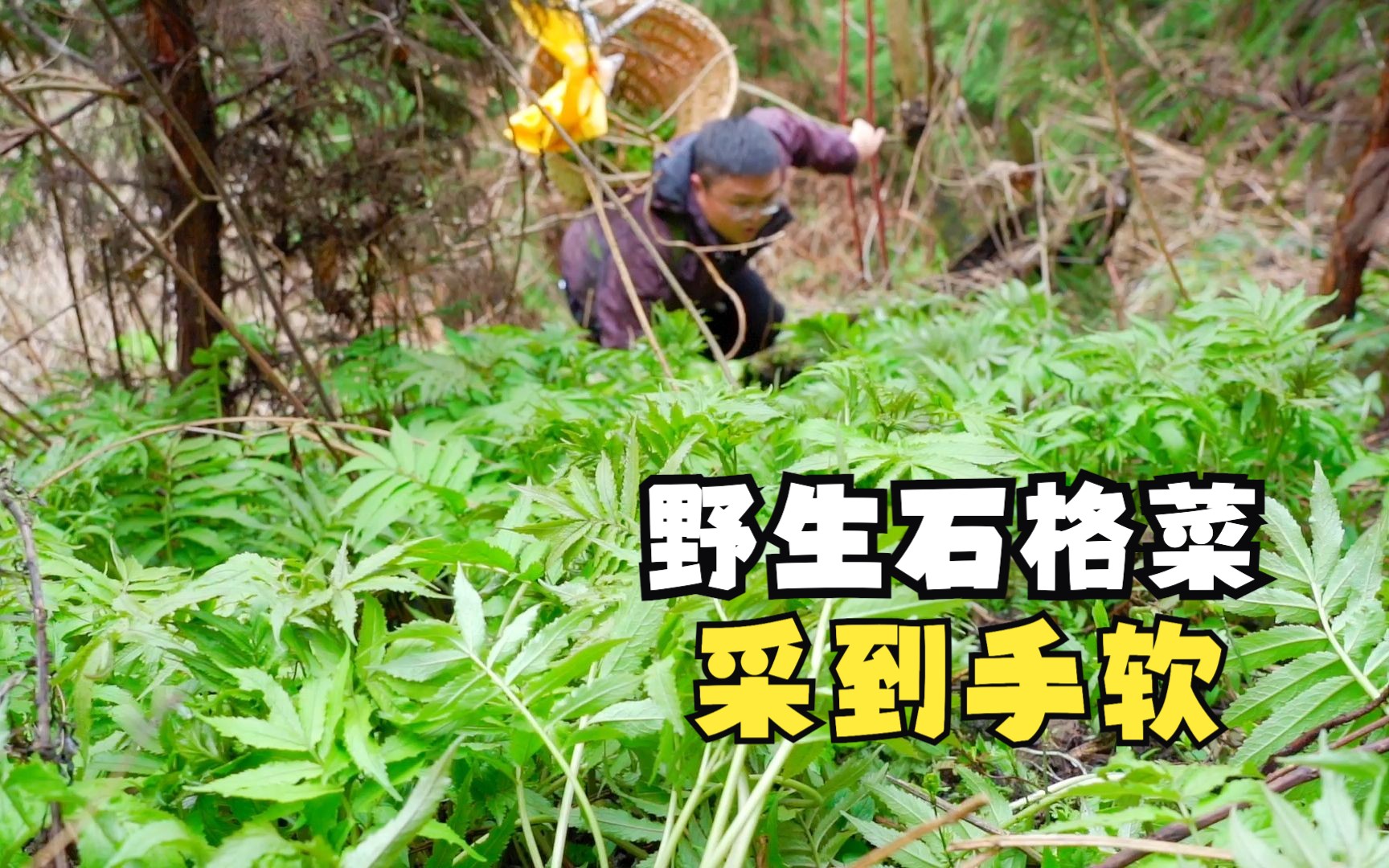 石格菜的功效与作用(石格菜:清热解毒,润肺止咳的天然良药)