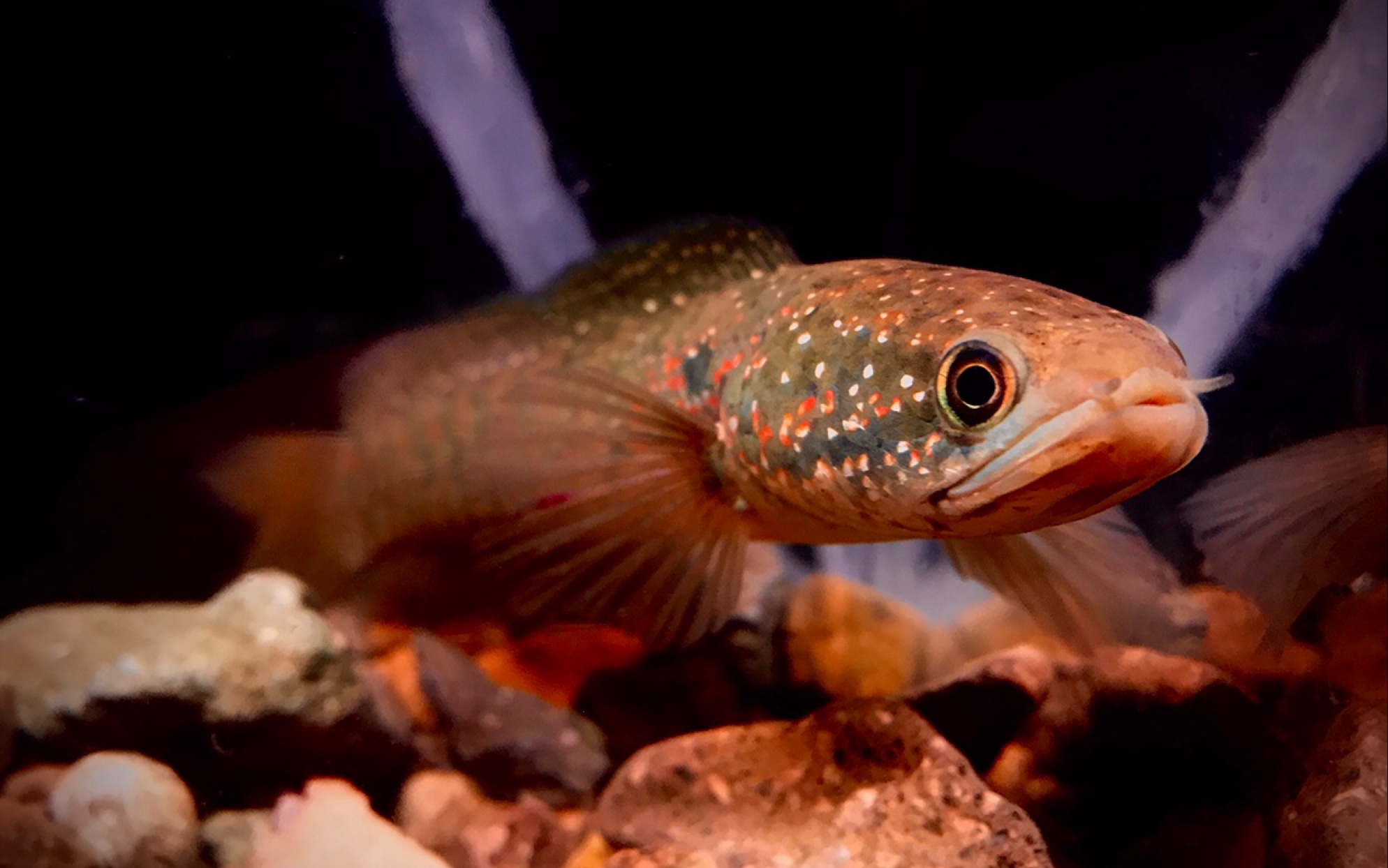 国产雷龙月鳢的互动