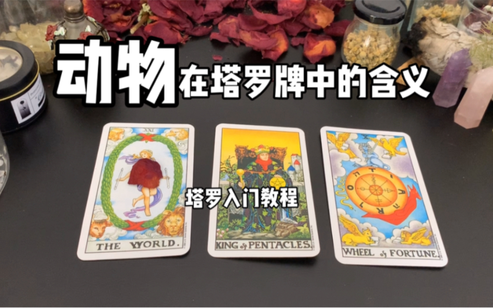 动物在塔罗牌中的含义塔罗入门教程