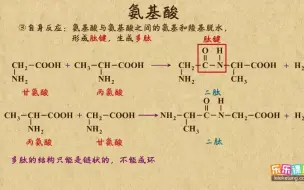 下载视频: 《13》氨基酸