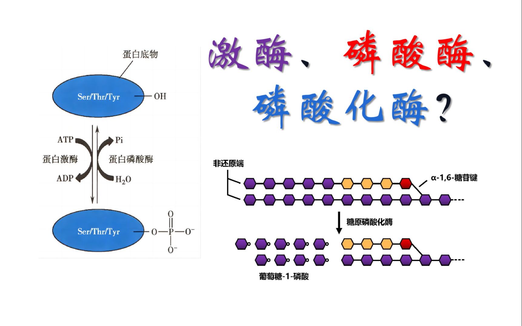 激酶、磷酸酶、磷酸化酶有何区别?一个视频教会你区分哔哩哔哩bilibili
