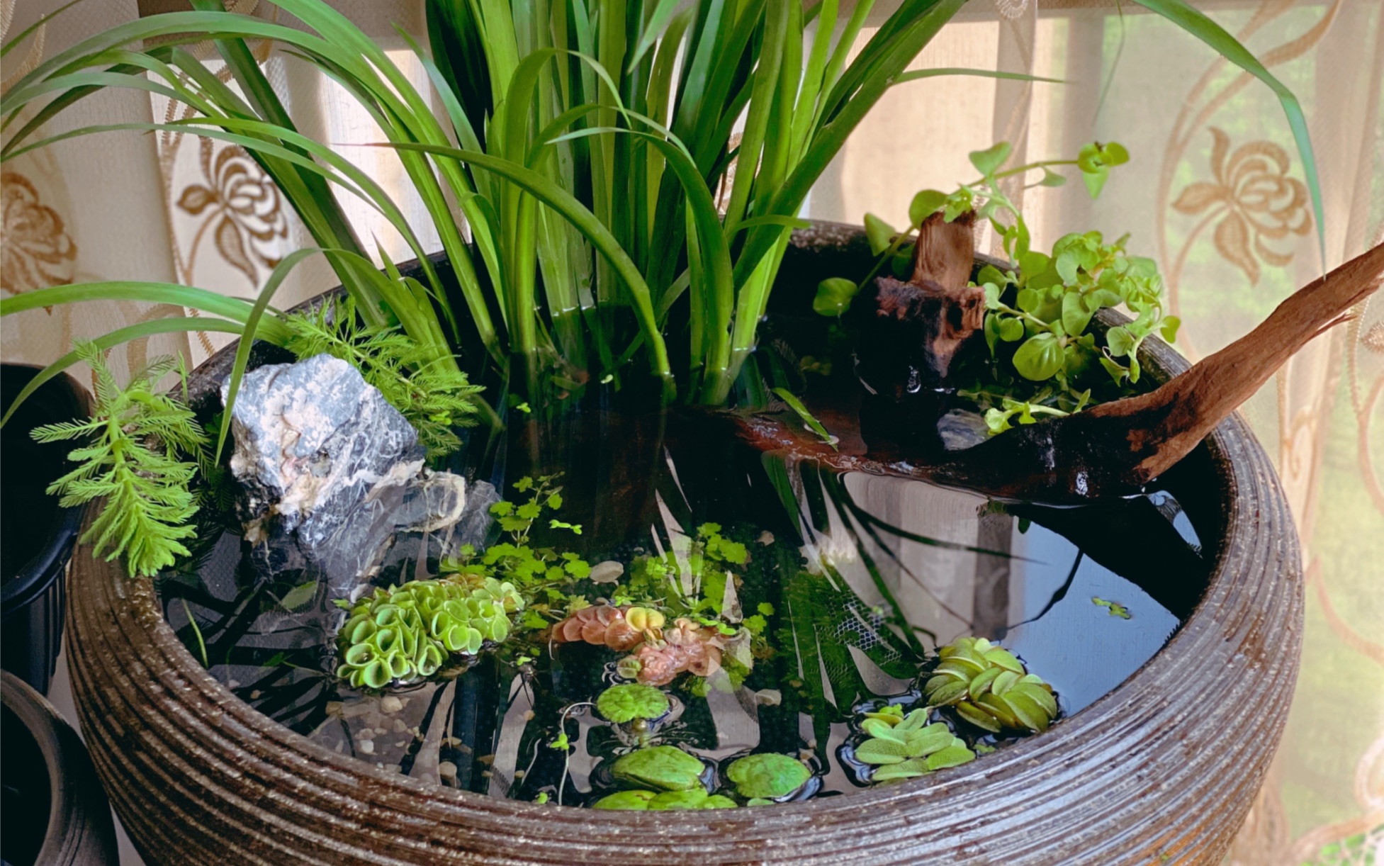 青鳉生态缸自制全过程