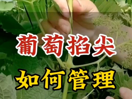 葡萄掐尖,科学管理要点,实战水果蔬菜种植管理技术指导.哔哩哔哩bilibili