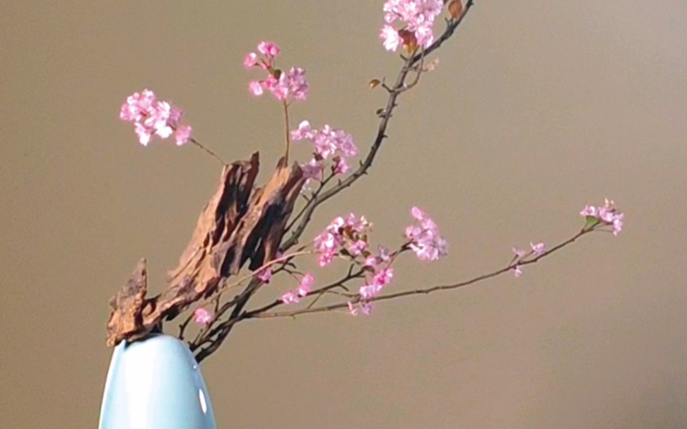 试问卷帘人,却道海棠依旧——海棠插花