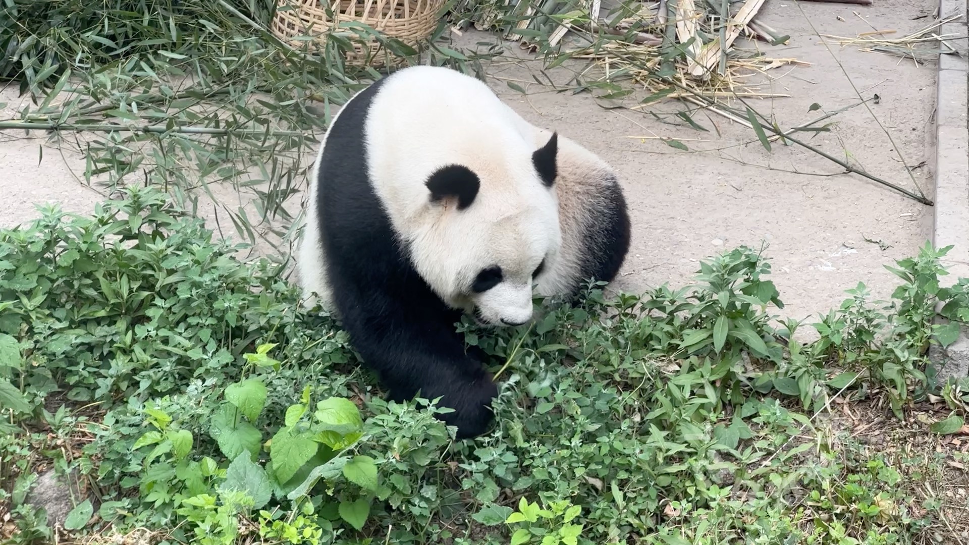 大熊猫萌萌吃草视频哔哩哔哩bilibili