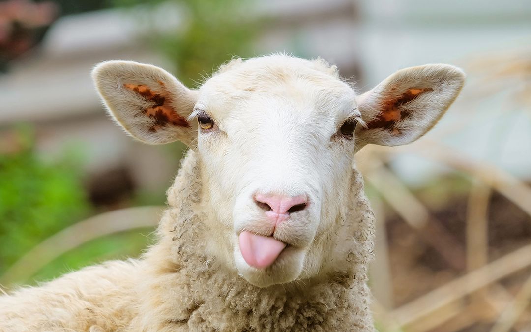 迫真中毒羊【角卷绵芽】