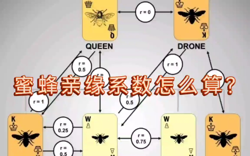 蜜蜂等真社会性昆虫的亲缘系数怎么计算?方法分享!哔哩哔哩bilibili