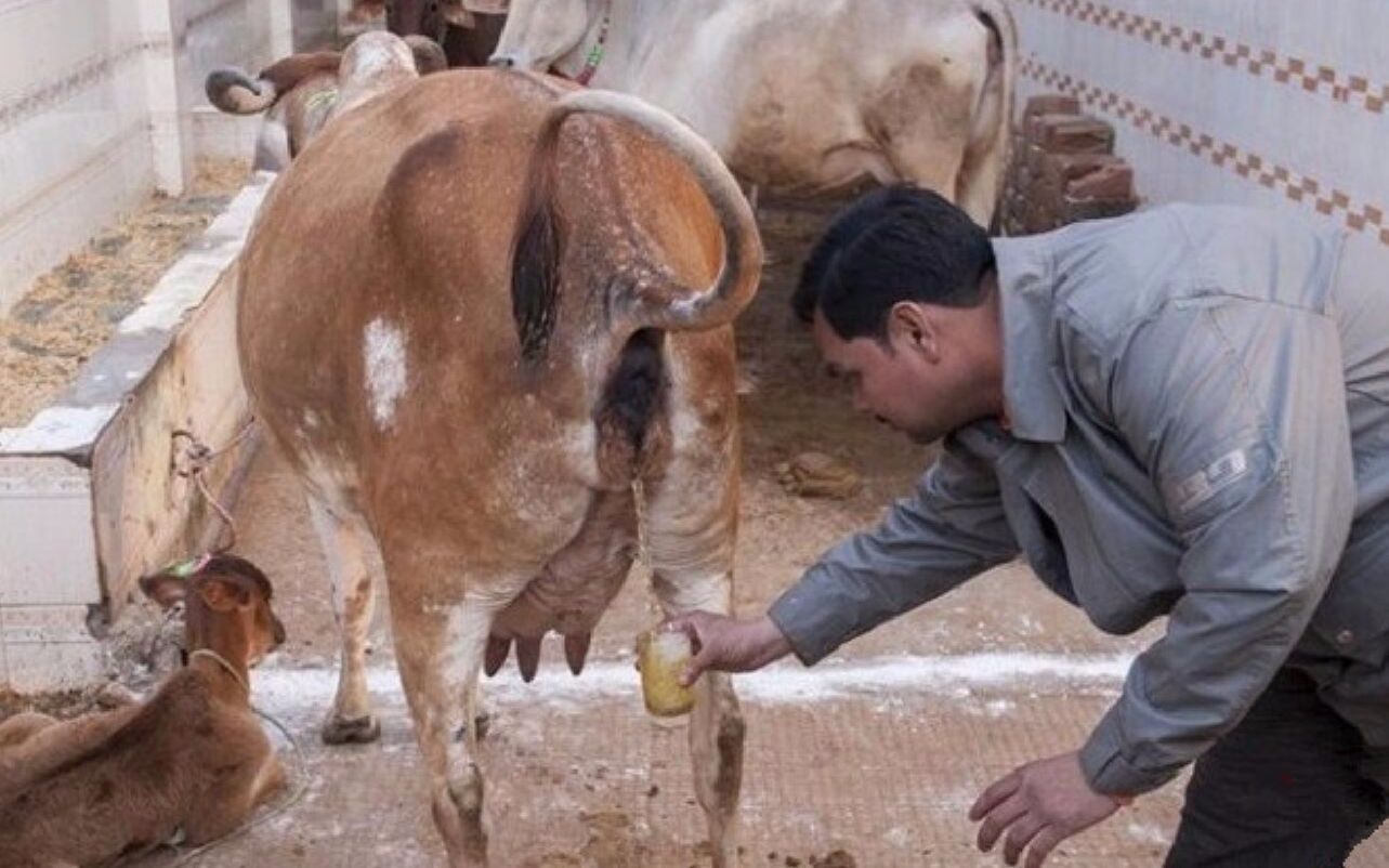 印度人用牛尿做饮料,称其销量会超越可乐,想销往全球