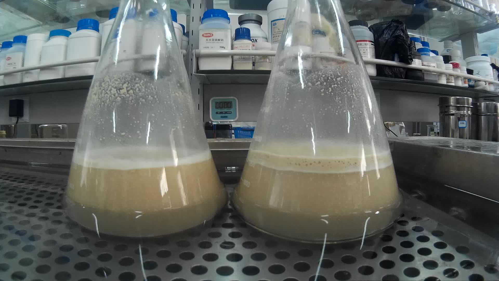 2020-11-5活化酵母添加酵母 (1)