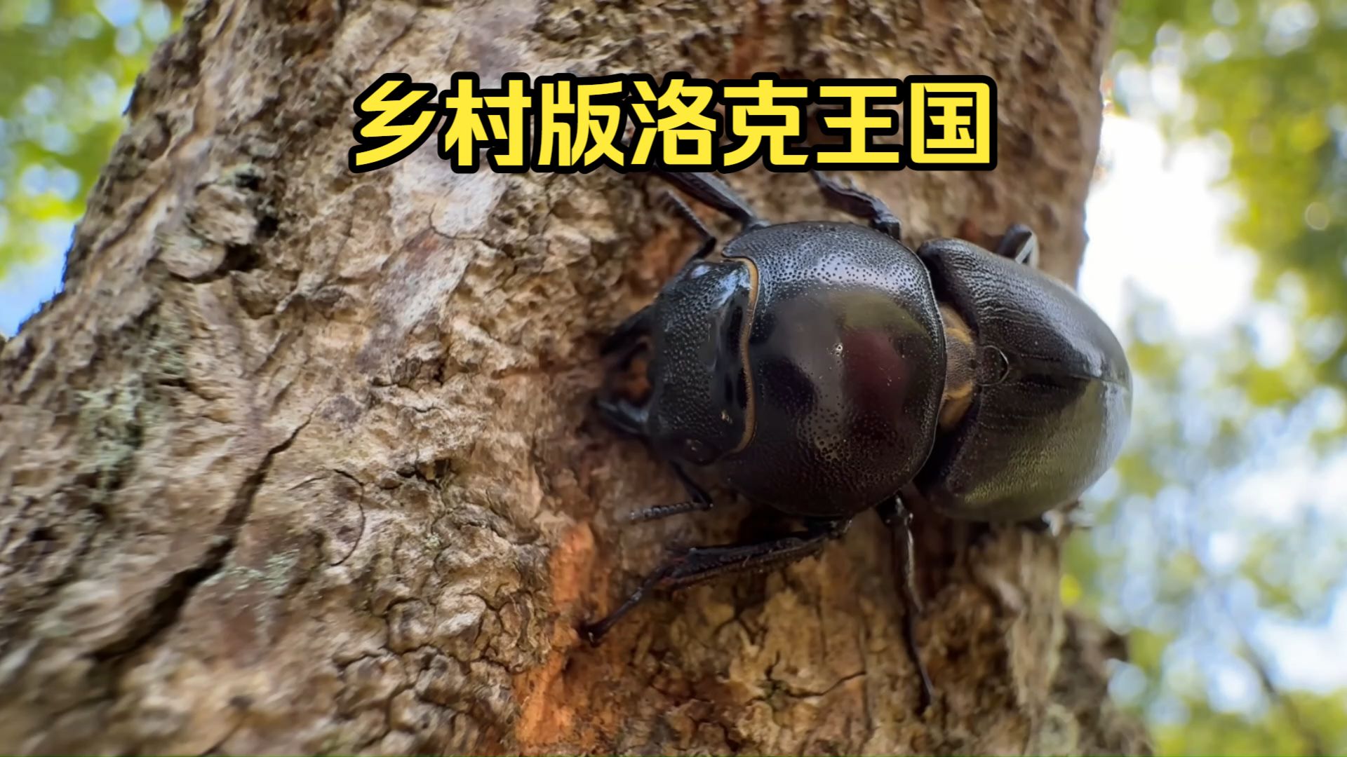 乡村版洛克王国，看都能抓到什么样的小精灵