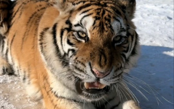 听棍吼一声,提神又醒脑-东北虎小虎哥黑龙江牡丹江海林市横道河子东北