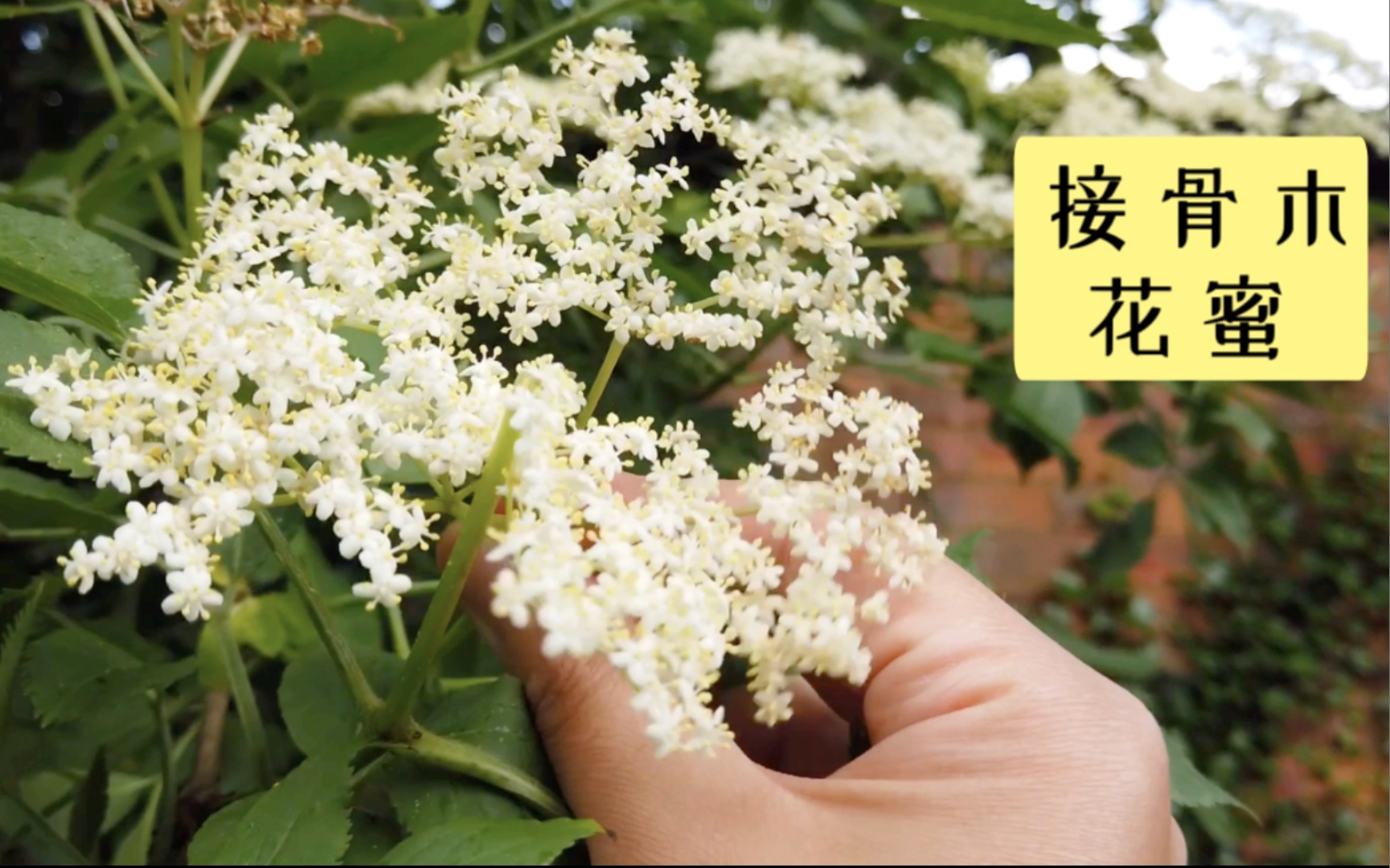 6月接骨木花开正飘香,采花熬蜜做汽水,夏天喝美滋滋~哔哩哔哩bilibili