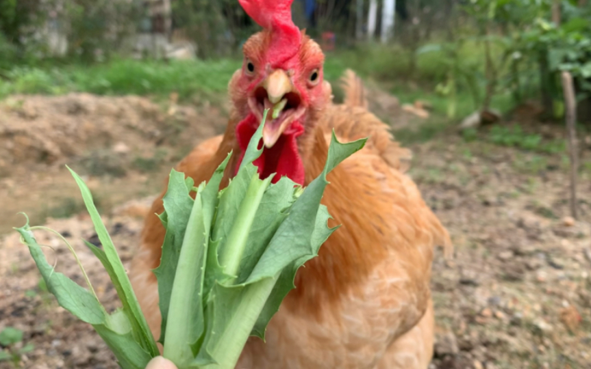 这小菜鸡吃得真香,给我看饿了