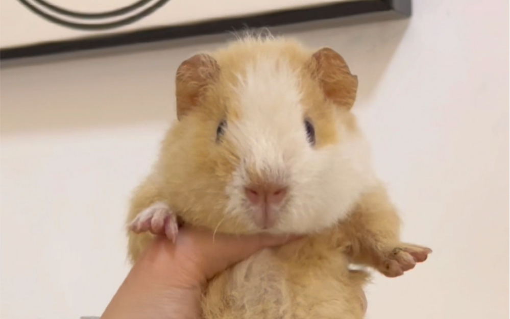 满月小美泰荷兰猪mm