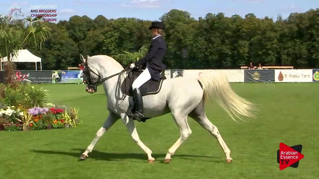 阿拉伯马盛装舞步表演