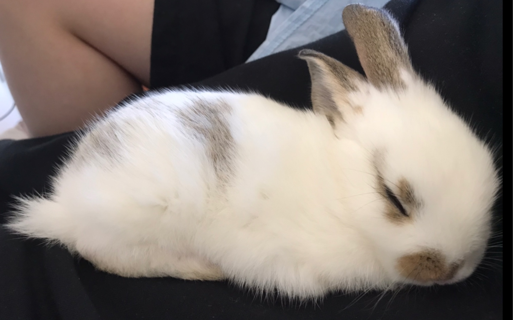 抓耳挠腮的小兔子_哔哩哔哩 (゜-゜)つロ 干杯~-bilibili