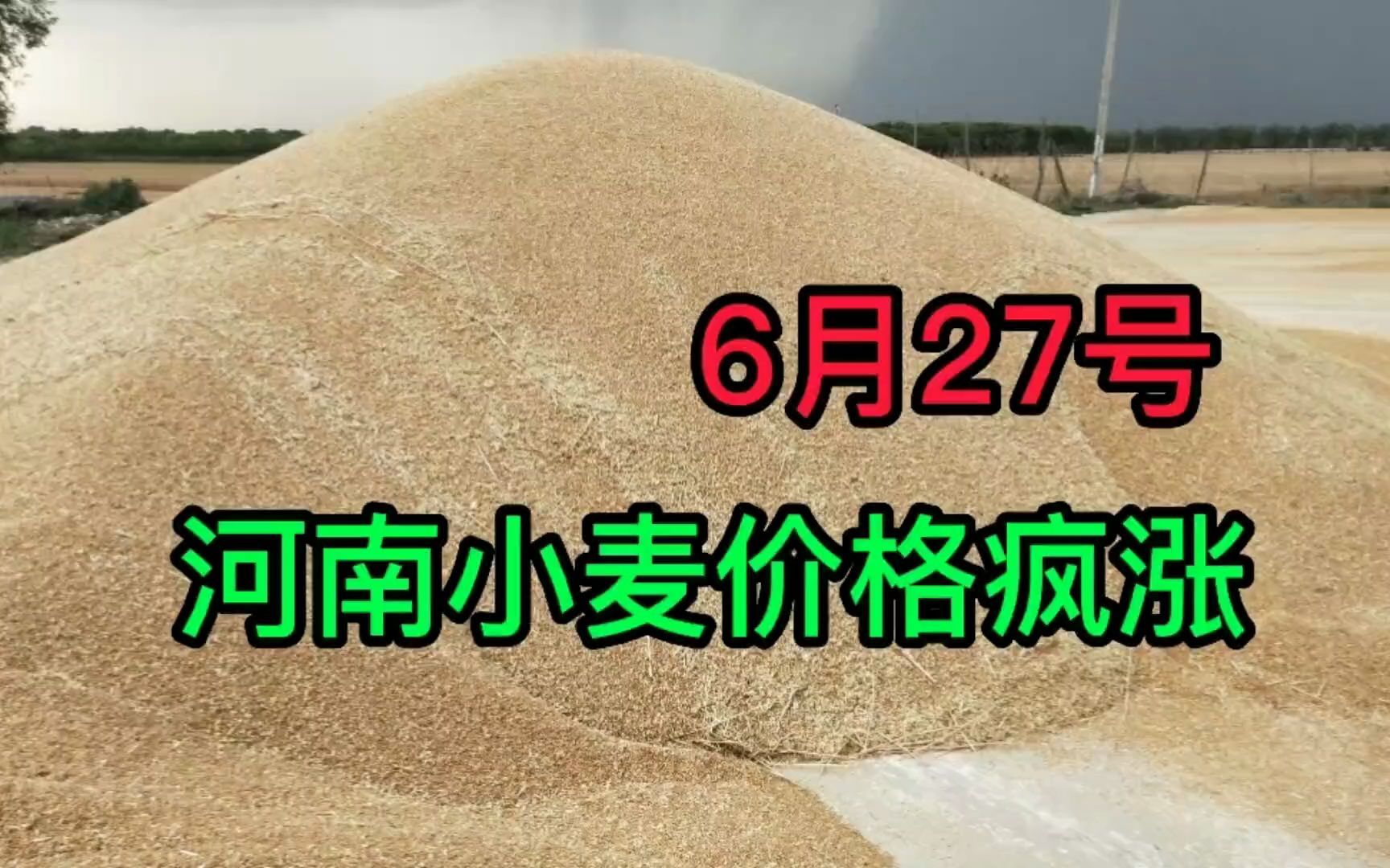 2022年6月28号,河南小麦价格上涨,来看看现在的多少钱一斤?哔哩哔哩bilibili