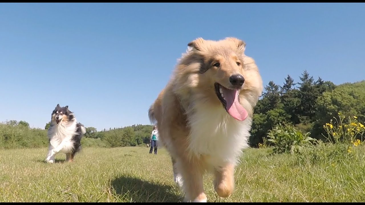 訓狗師分享訓狗 下水視頻:蘇格蘭牧羊犬第一次下水開遊