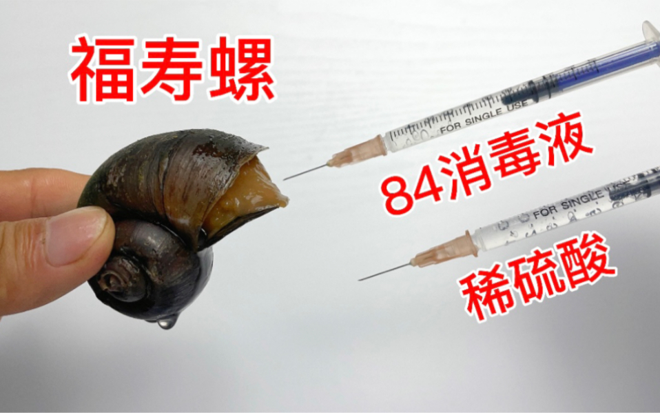 [图]往福寿螺体内注射稀硫酸和84消毒液，会有什么反应？