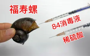 下载视频: 往福寿螺体内注射稀硫酸和84消毒液，会有什么反应？