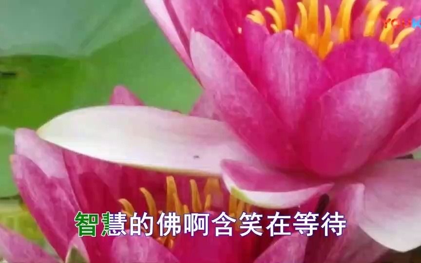 [图]望海高歌一首佛歌《金华莲花开》超级好听