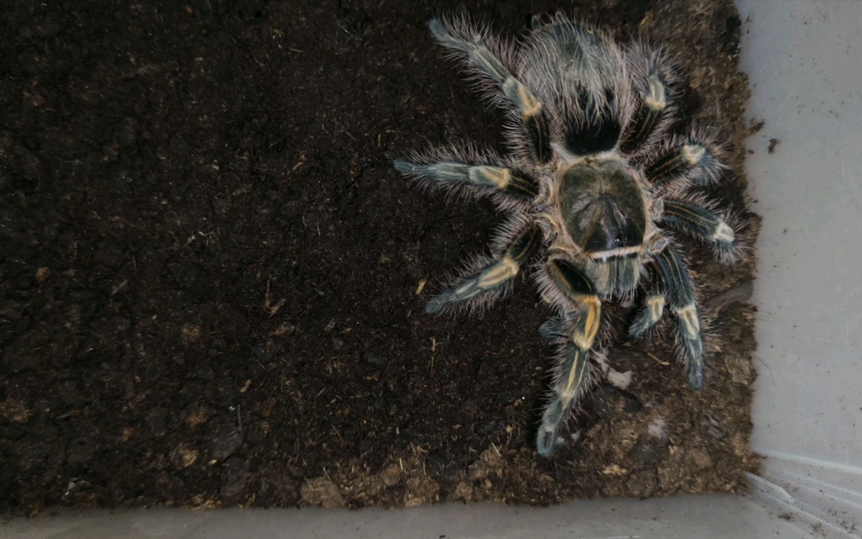 巴西巨人金直间新蜕八月捕食视频